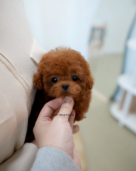 Teacup Poodle Female [Cindy]