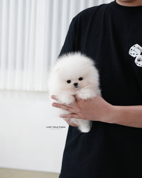 Teacup Pomeranian Male [Loyal]