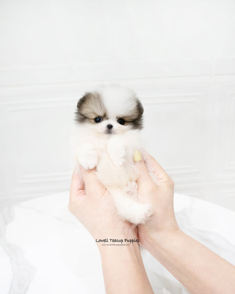 Teacup Pomeranian Male [Fubao]