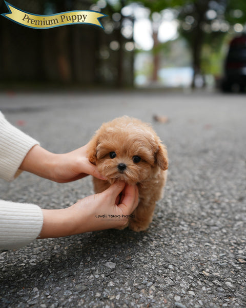 Teacup Maltipoo Female [Lani]