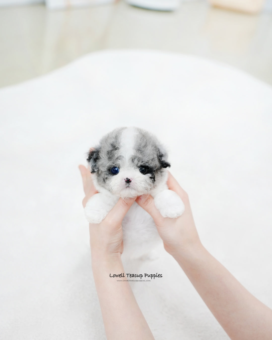 Teacup Maltipoo Female [Chloe]
