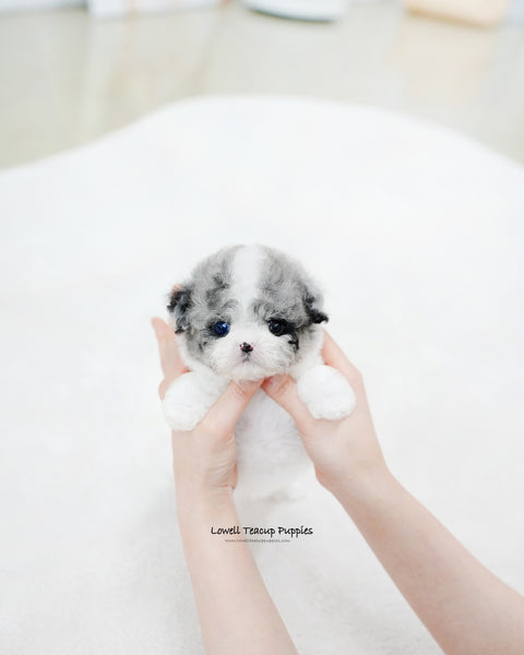 Teacup Maltipoo Female [Chloe]