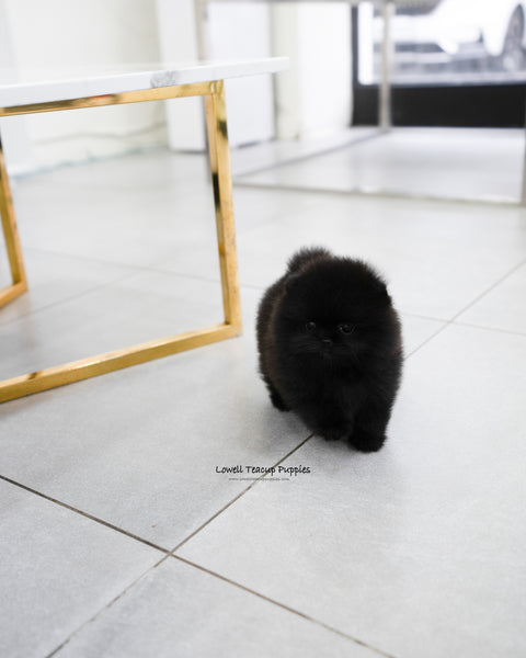 Teacup Pomeranian Female [Margo]