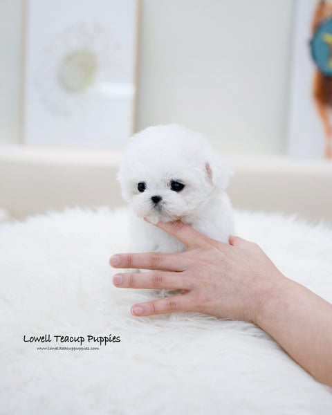 Teacup Bichon Frise Female [Bonbon]