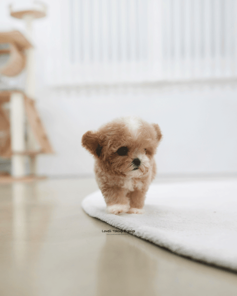 Teacup Poodle Male [Tory]