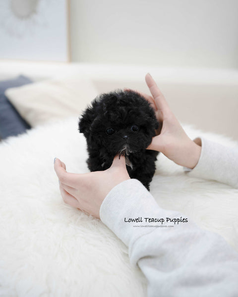 Teacup Poodle Male [Mael]