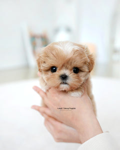 Teacup Maltipoo Female [Tia]