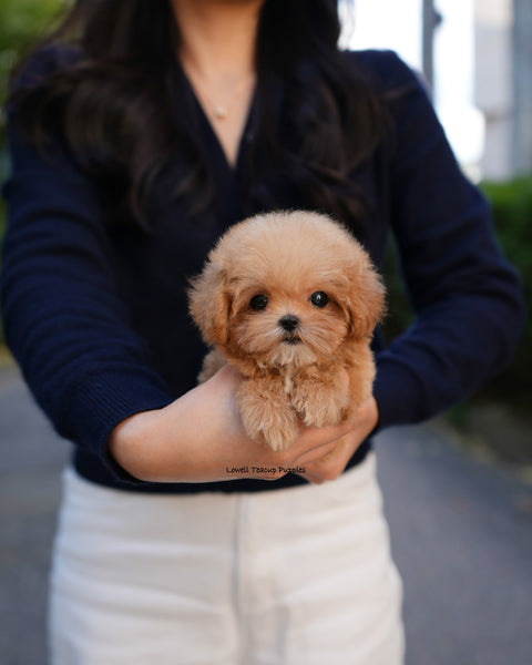Teacup Poodle Male [Bobo]