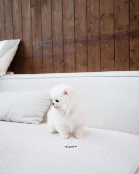 Teacup Pomeranian Male [Bono]
