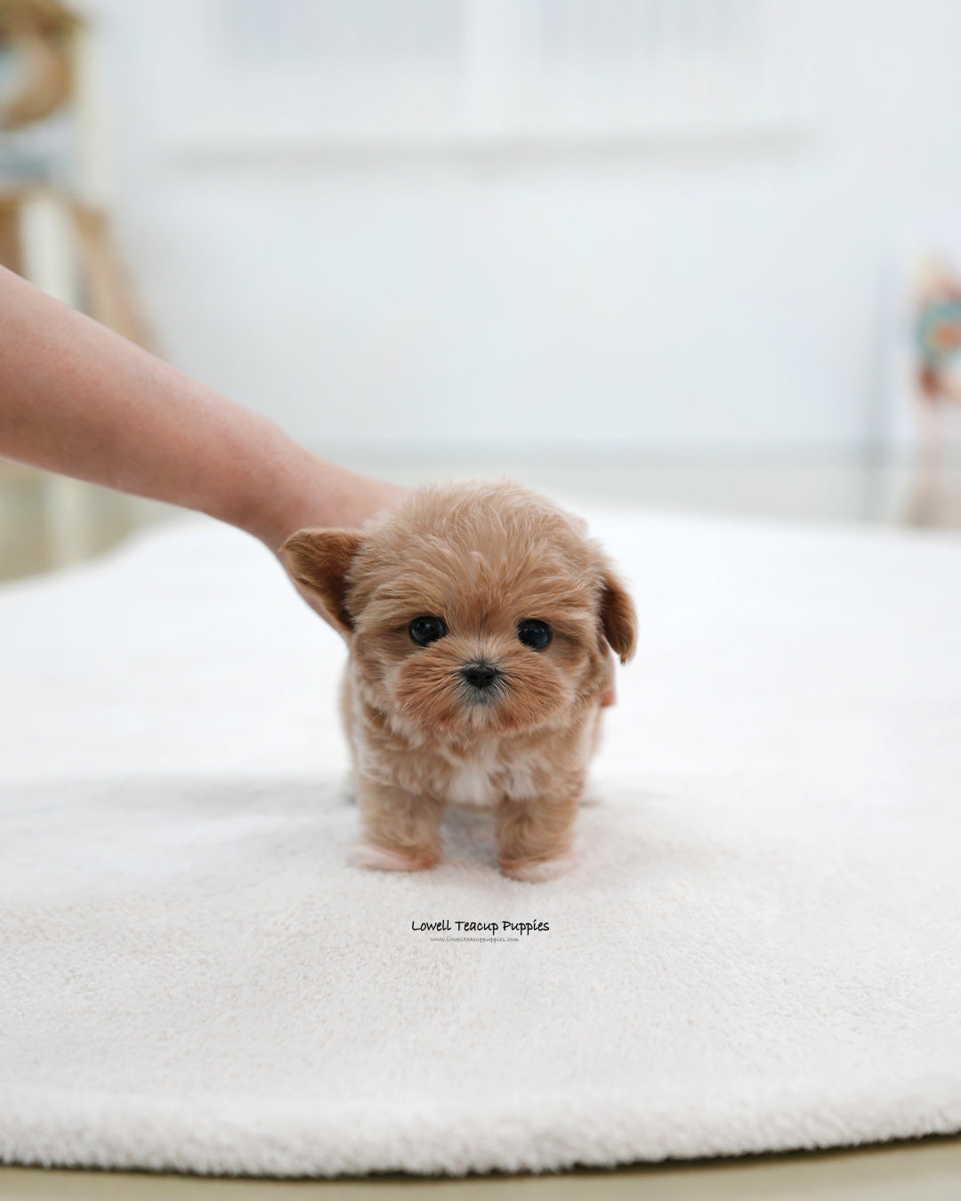 Teacup Maltipoo Female [Bibi]