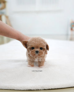 Teacup Maltipoo Female [Bibi]