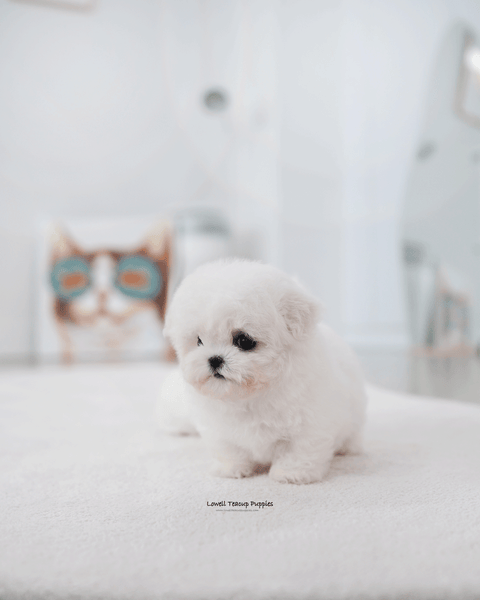 Teacup Bichon Frise Female [May]