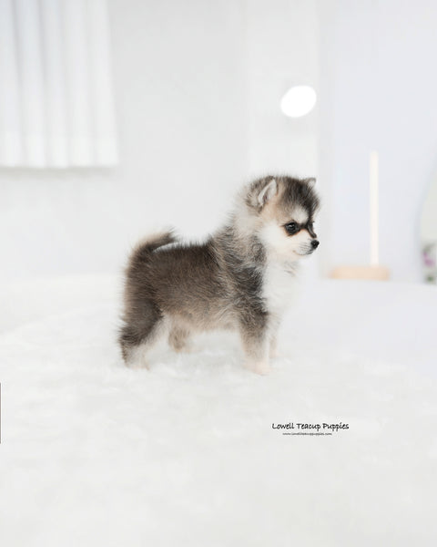 Mini Pomsky Male [Edgar]