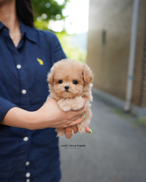 Teacup Maltipoo Female [Vera]