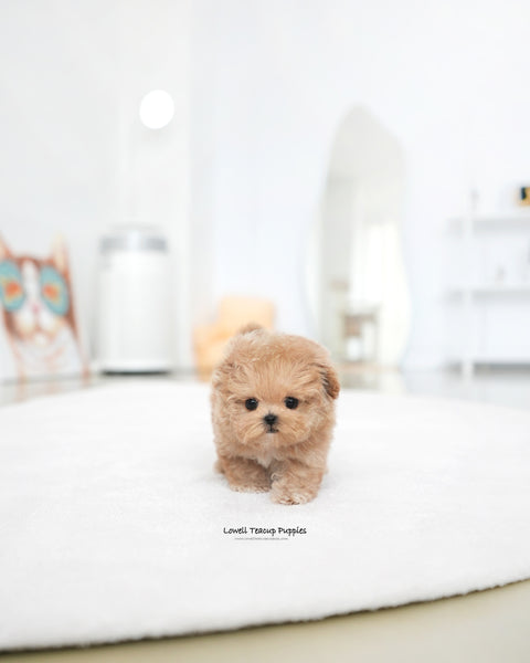 Teacup Maltipoo Male [Paco]