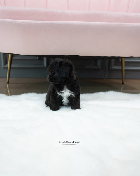 Teacup Maltipoo Female [Buddy]