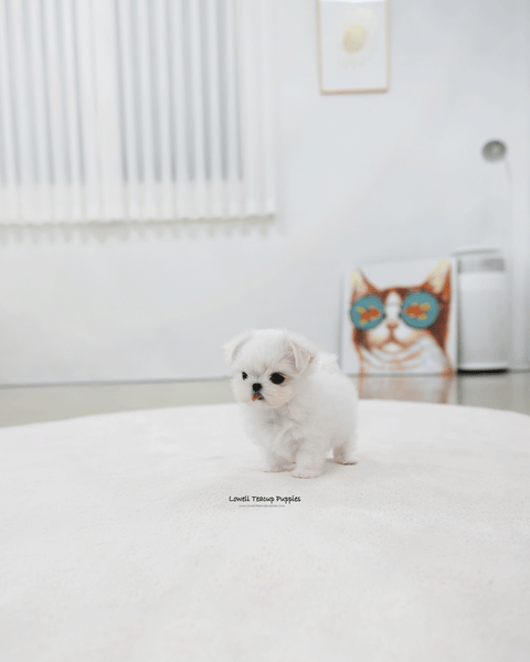 Teacup Maltese Female [Zara]