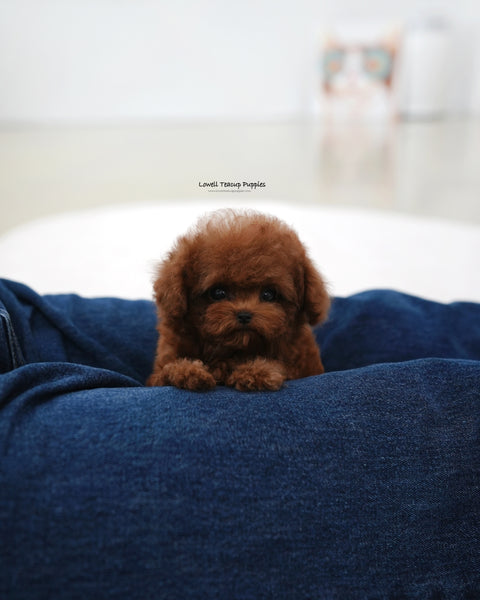 Teacup Poodle Male [Tino]