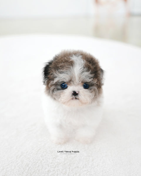 Teacup Maltipoo Female [Mira]