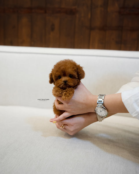 Teacup Poodle Female [BOBO]