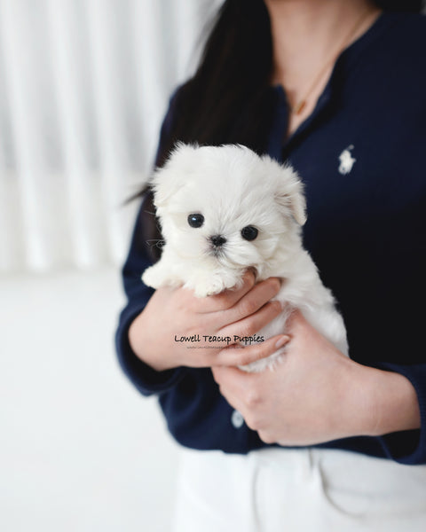 Teacup Maltese Male [Rui]
