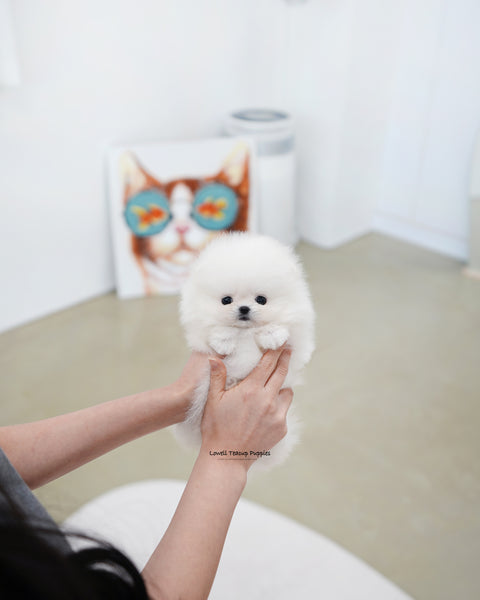 Teacup Pomeranian Female [Damie]