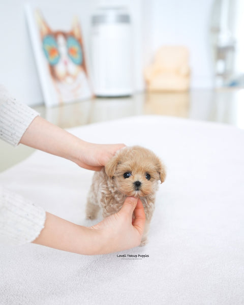 Teacup Maltipoo Female [Della]