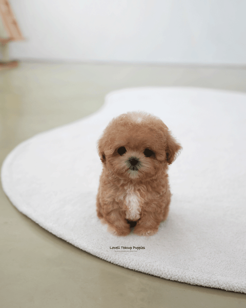 Teacup Maltipoo Male [Holly]