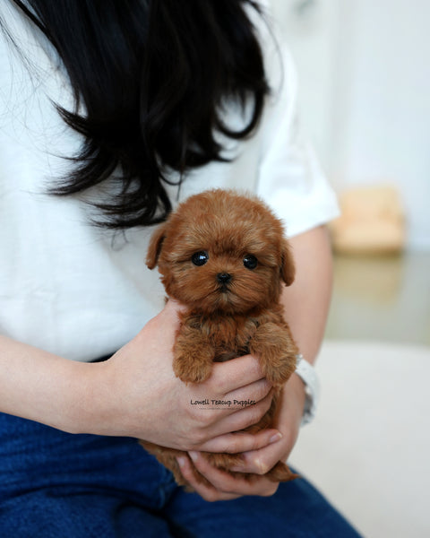 Teacup Maltipoo Female [Lizzy]