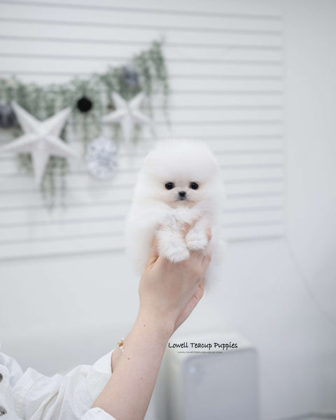 Teacup Pomeranian Female [May]