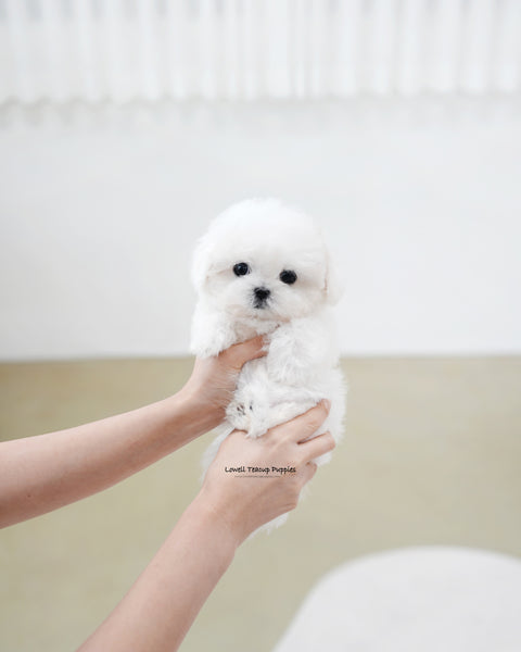 Teacup Bichon Frise Female [Fifi]