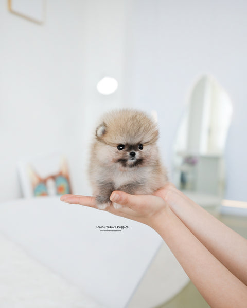 Teacup Pomeranian Male [Tiramisu]