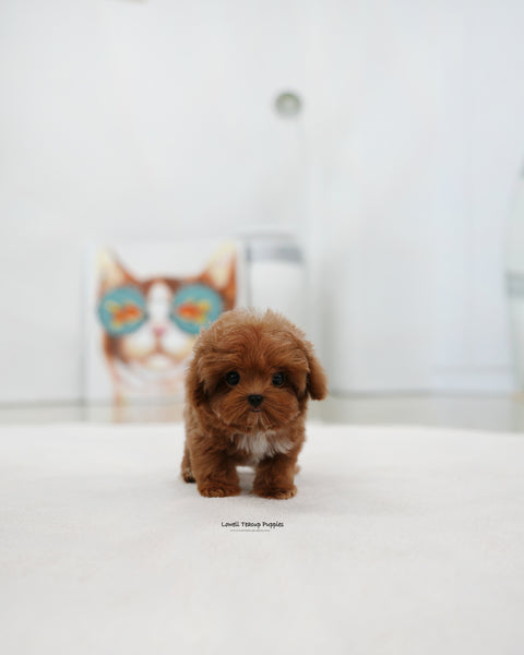 Teacup Maltipoo Male [Lenny]