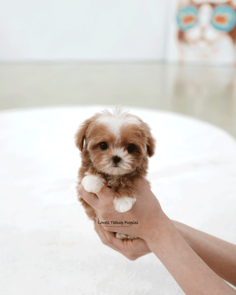 Teacup Maltipoo Female [Mango]