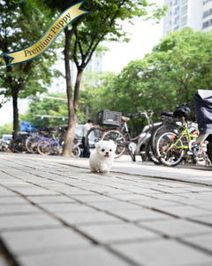 Teacup Maltese Male [Asher]