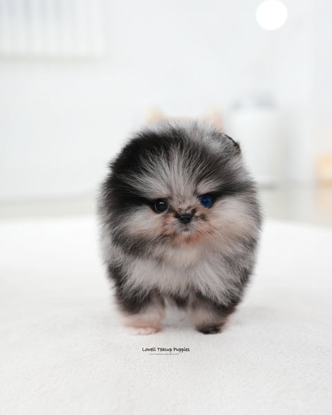 Teacup Pomeranian Male [Felix]