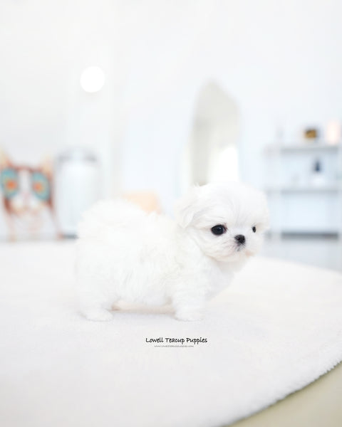 Teacup Maltese Male [Noel]
