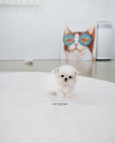 Teacup Maltese Male [Genie]