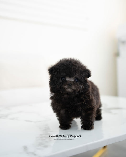 Teacup Poodle Female [Riley]