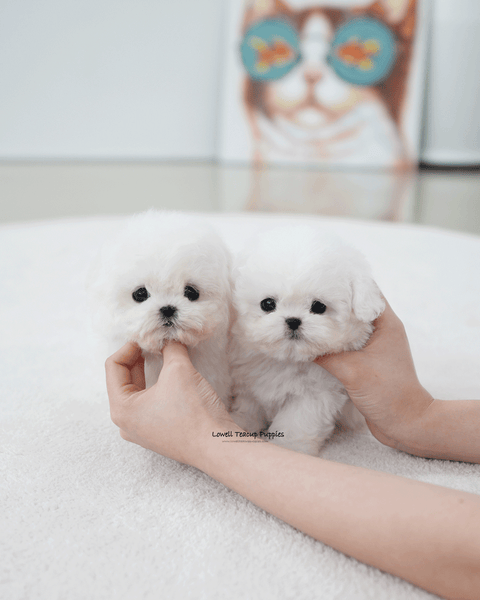 Teacup Bichon Frise Male [Max]