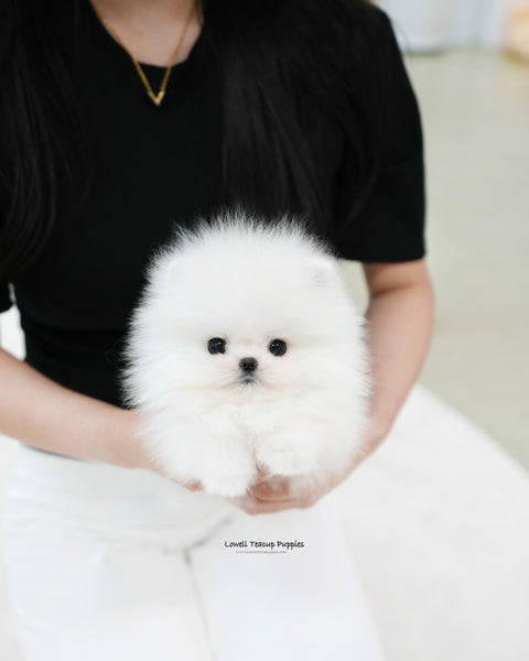 Teacup Pomeranian Female [Sienna]