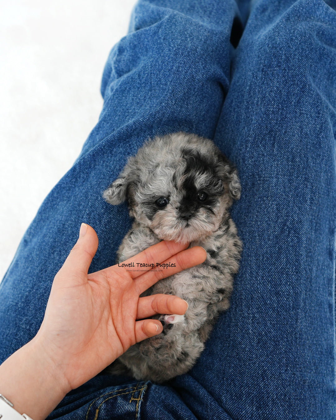 Teacup Poodle Male [Moon]