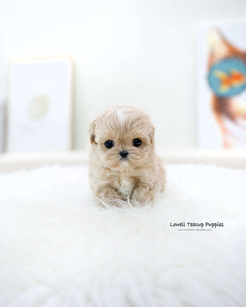 Teacup Maltipoo Male [Ronnie]