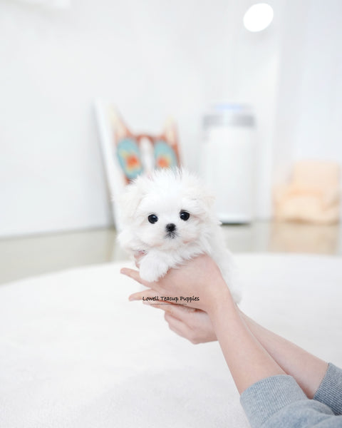 Teacup Maltese Male [Daon]