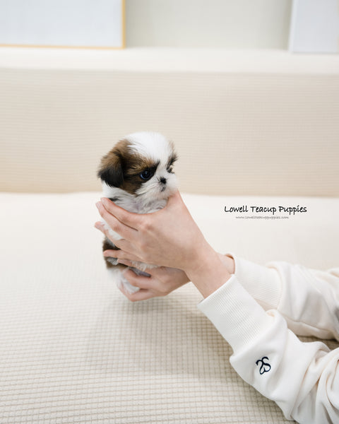 Teacup Shih tzu Female [Heidi]