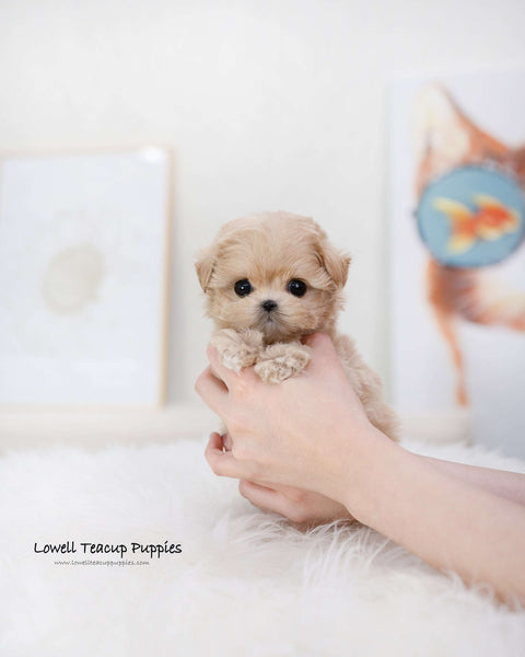 Teacup Maltipoo Male [Romio]