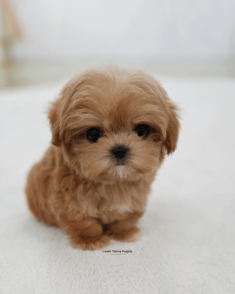 Teacup Maltipoo Male [Bijou]
