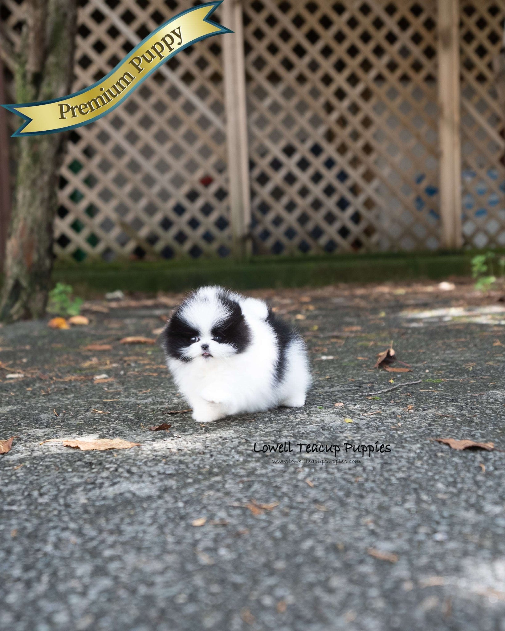 Teacup Pomeranian Female [Nora]