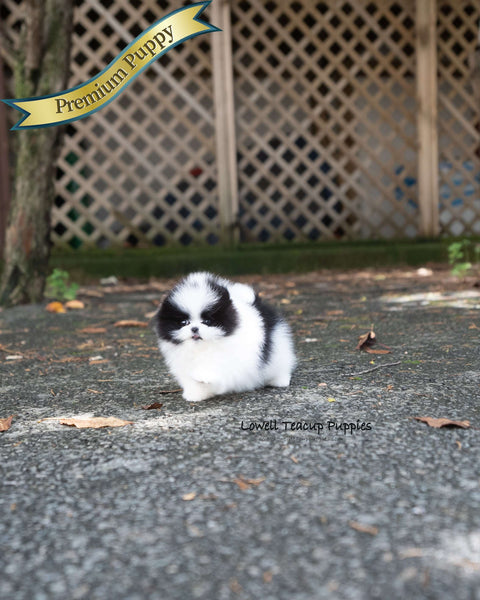 Teacup Pomeranian Female [Nora]