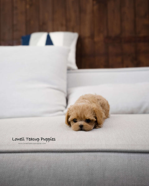 Teacup Maltipoo Female [Amber]